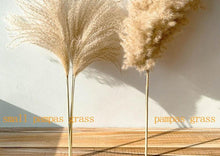 Load image into Gallery viewer, Natural Pampas Grass

